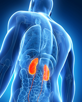 How Your Kidneys Work